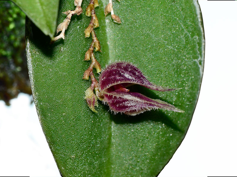 Lepanthes pelvis