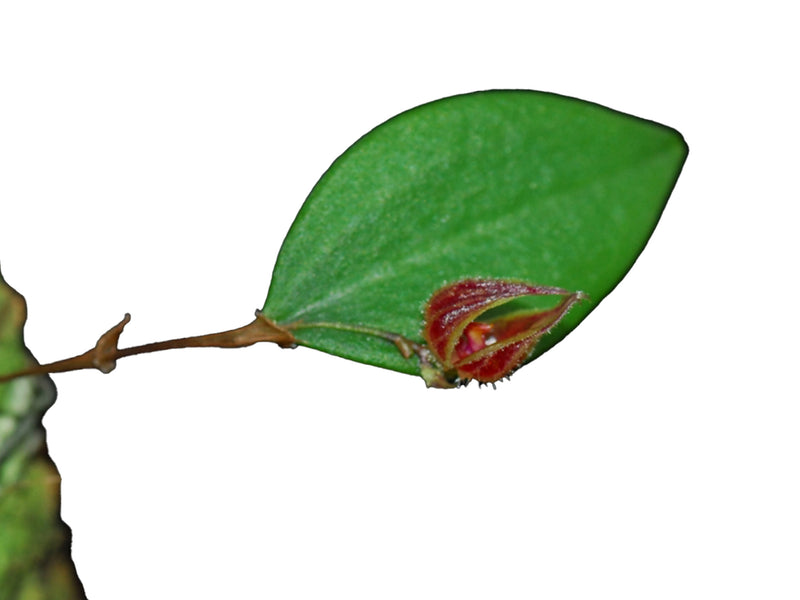 Lepanthes pelvis