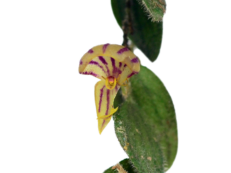 Lepanthes pilosella
