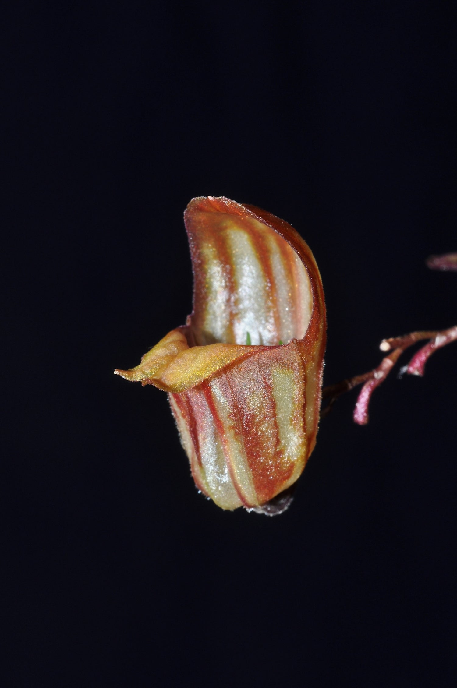Lepanthes ribes