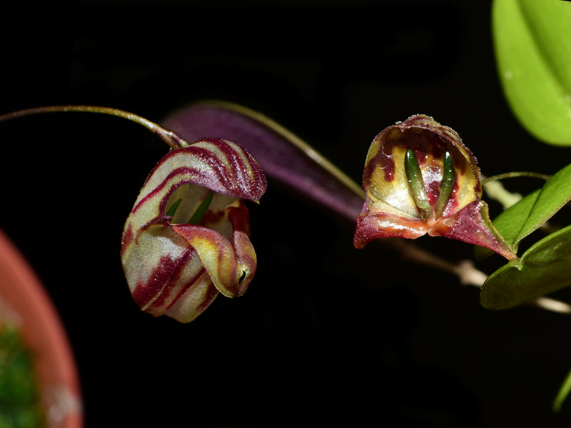 Lepanthes ribes x Lepanthes felis OP in vitro