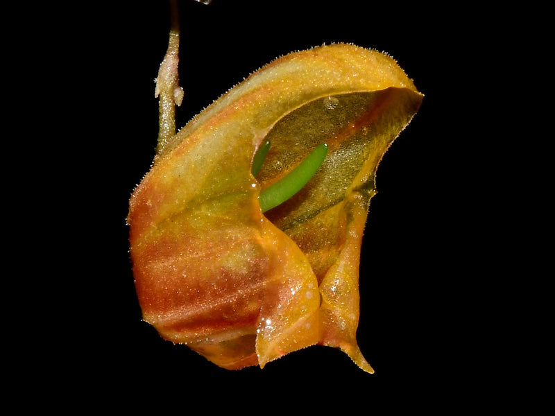 Lepanthes ribes xanthina OP in vitro
