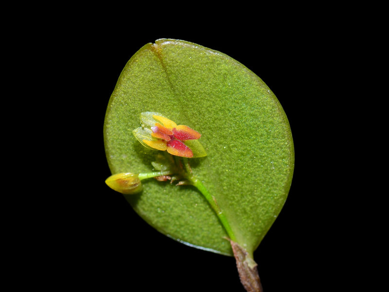 Lepanthes rudicola