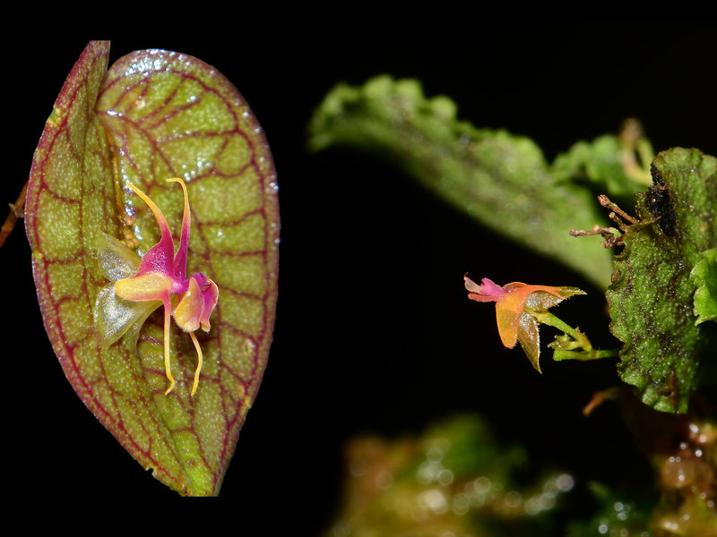 Lepanthes saltatrix x L. volador OP in vitro
