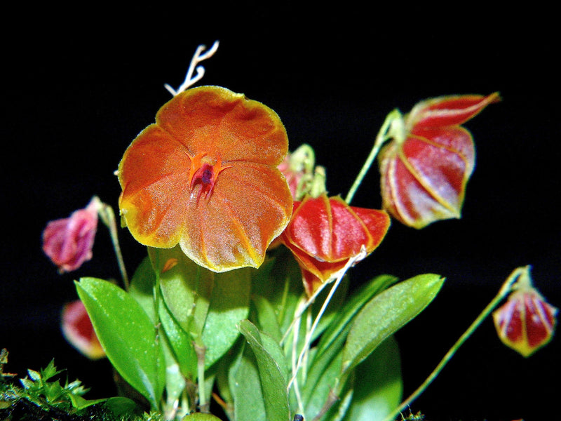 Lepanthes telipogoniflora OP in vitro