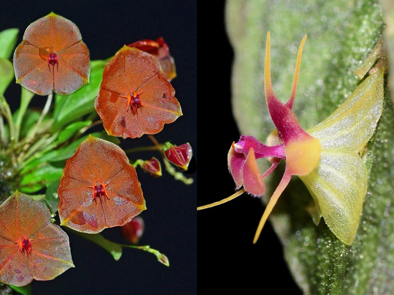 Lepanthes telipogoniflora x saltatrix OP in vitro