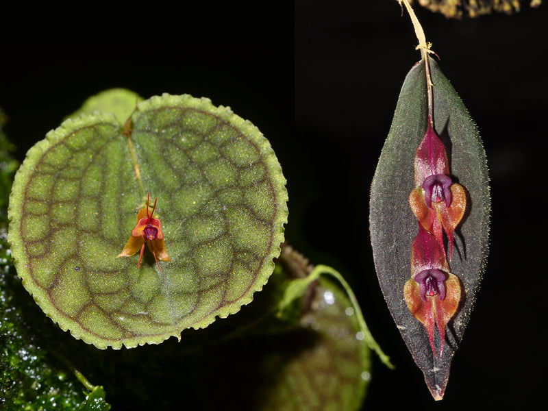 Lepanthes tentaculata x L. gargoyla OP in vitro