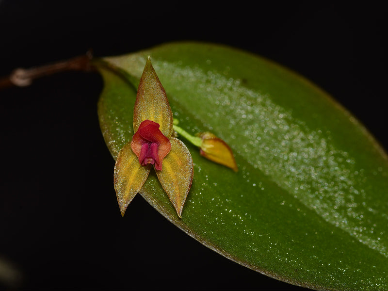 Lepanthes tentaculata x L. helicocephala OP in vitro