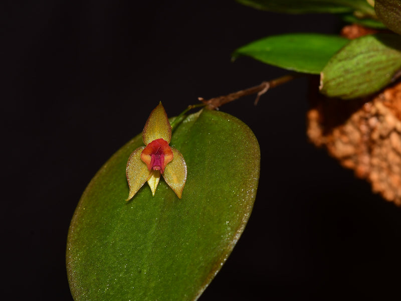 Lepanthes tentaculata x L. helicocephala OP in vitro