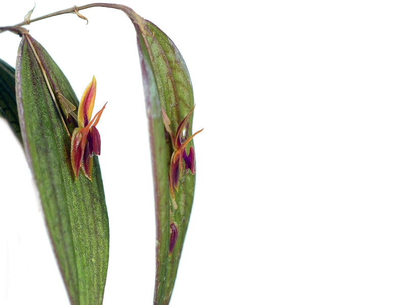Lepanthes thalia x Lepanthes hexapus