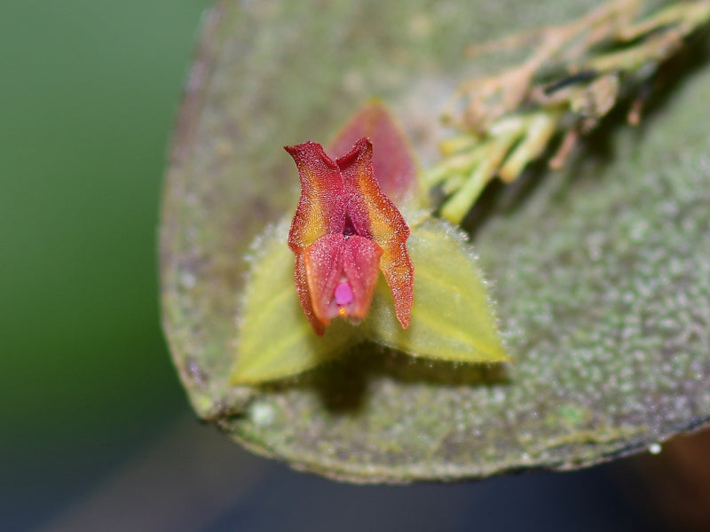 Lepanthes tracheia