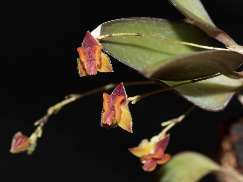 Lepanthes tracheia