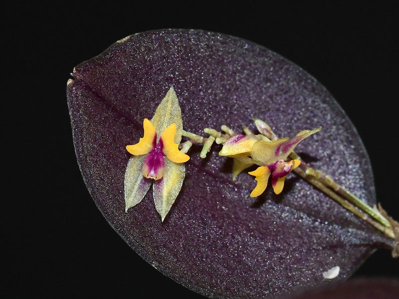 Lepanthes uxoria