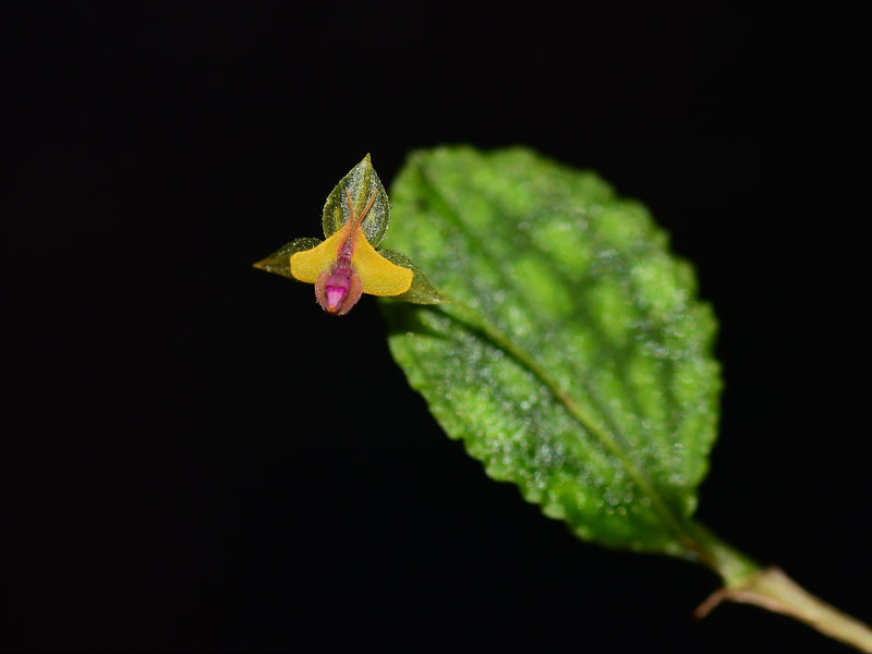 Lepanthes volador (f. orange x f. xanthinum) OP in vitro