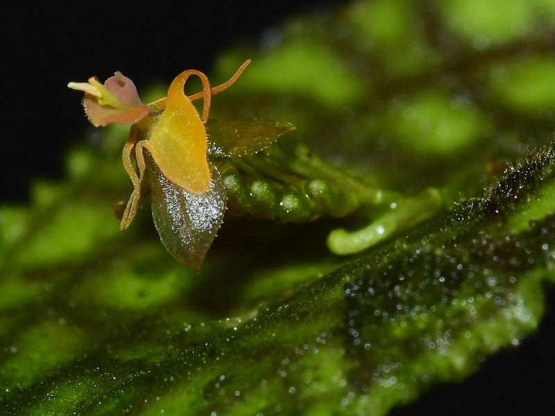 Lepanthes volador OP in vitro