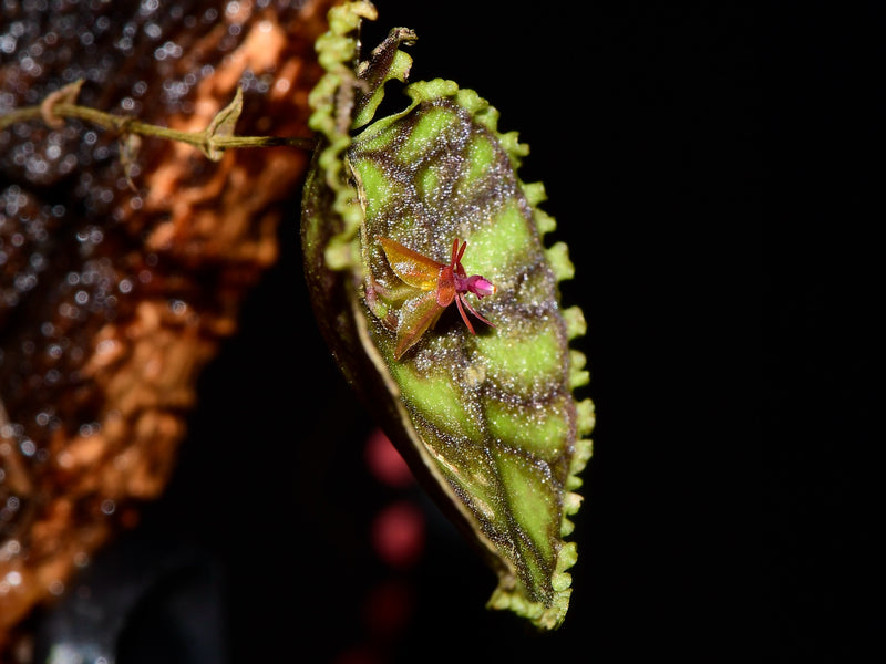 Lepanthes calodictyon 'cup leafs' OP in vitro