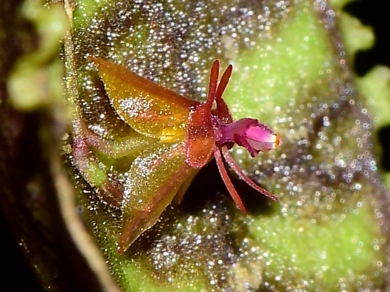 Lepanthes calodictyon 'cup leafs' OP in vitro
