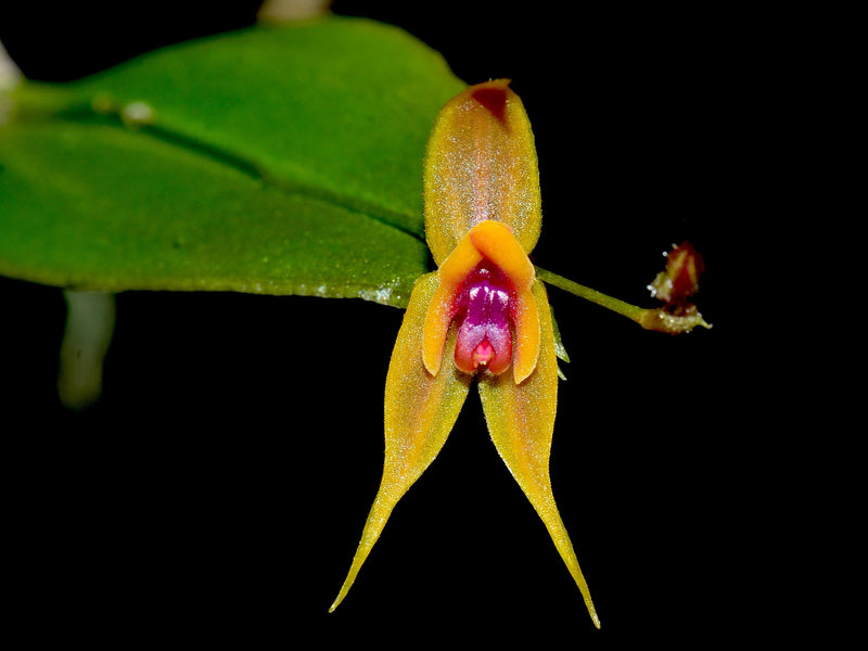 Lepanthes desmondleeana