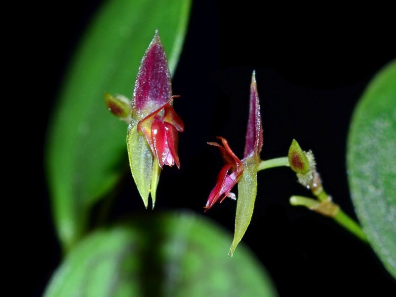 Lepanthes dictydion