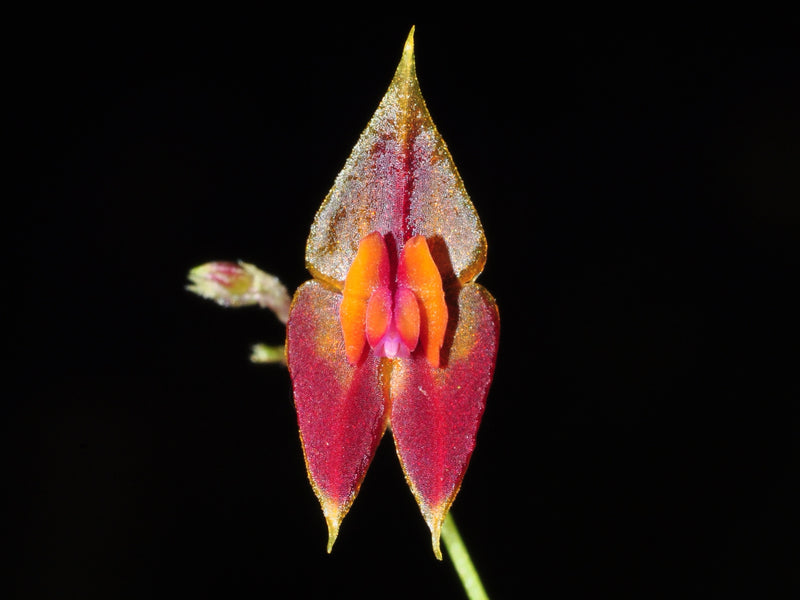 Lepanthes discolor OP in vitro