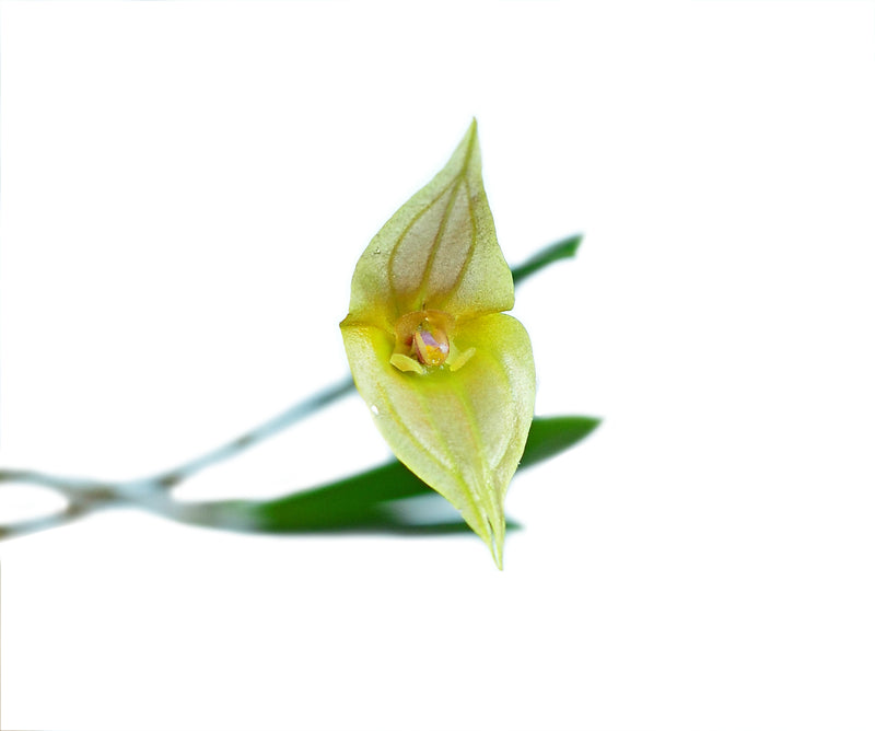Lepanthes echo OP in vitro