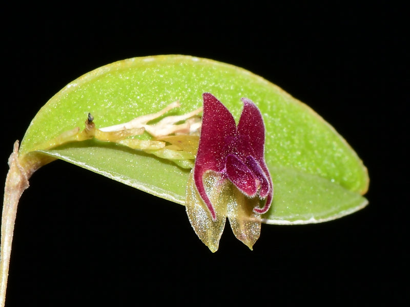 Lepanthes expansa OP in vitro