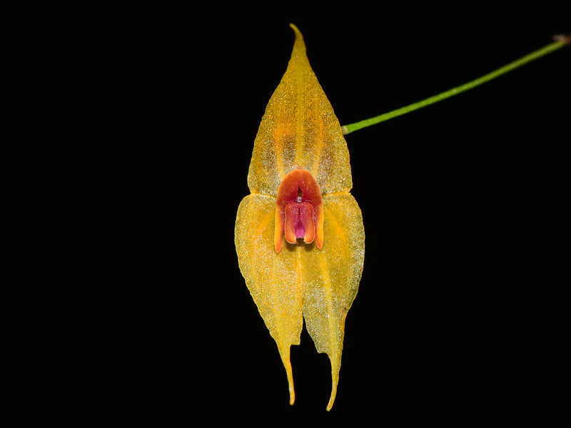 Lepanthes guatemalensis