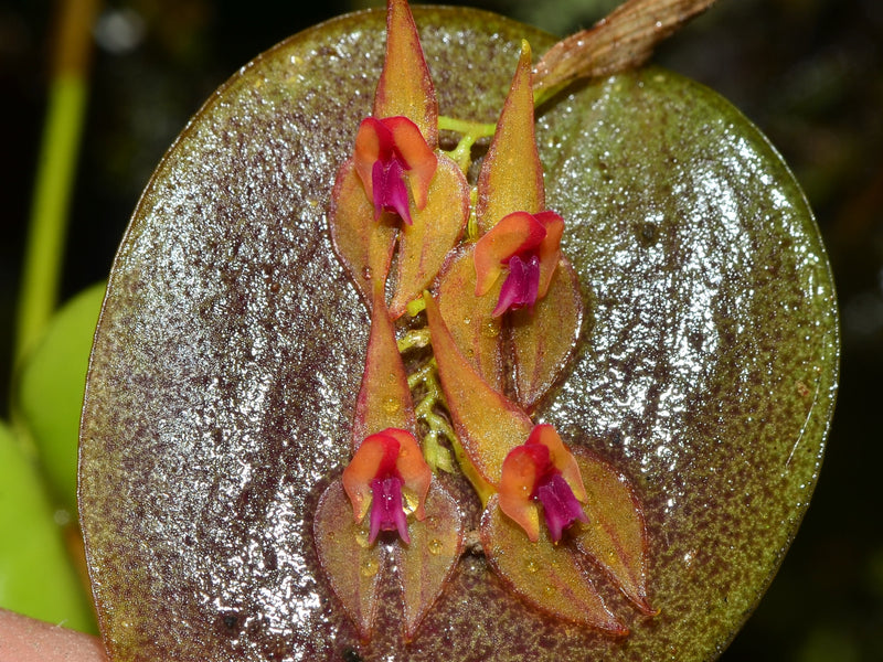 Lepanthes helicocephala OP in vitro