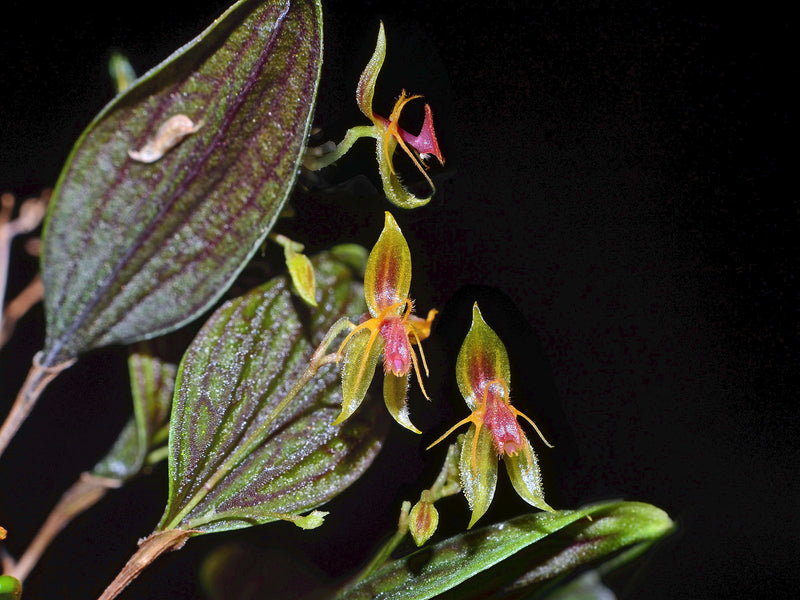 Lepanthes hexapus