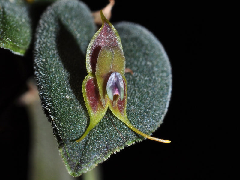 Lepanthes manabina OP in vitro
