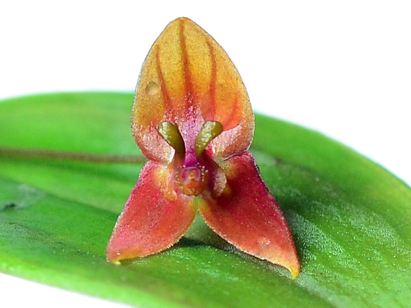 Lepanthes niesseniae