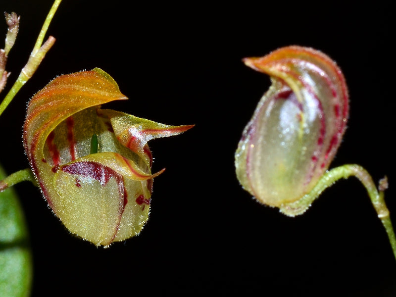 Lepanthes ribes