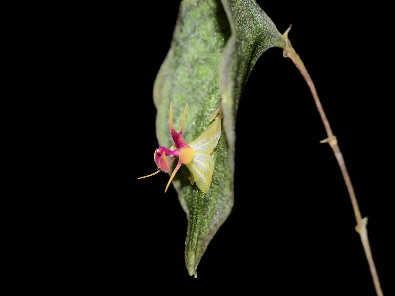 Lepanthes saltatrix