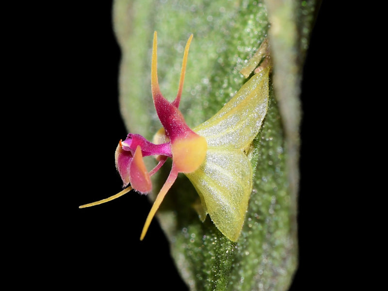 Lepanthes saltatrix