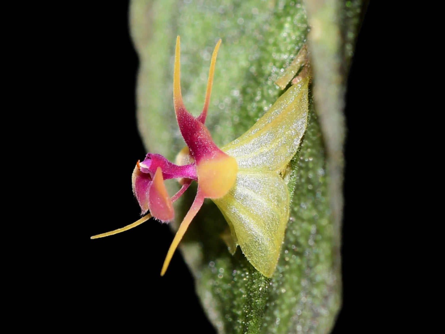 Lepanthes saltatrix