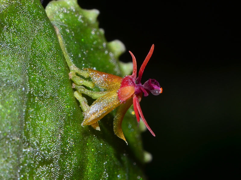 Lepanthes tentaculata OP in vitro