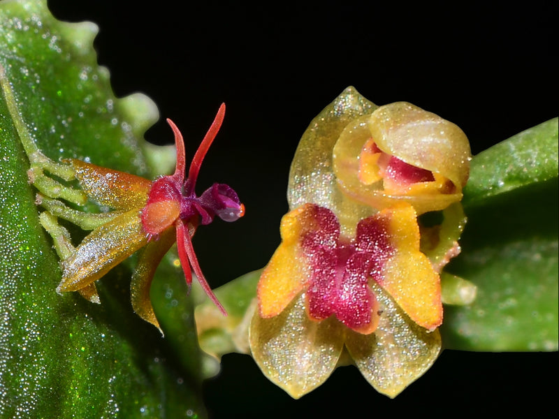 Lepanthes tentaculata x L. mariposa OP in vitro