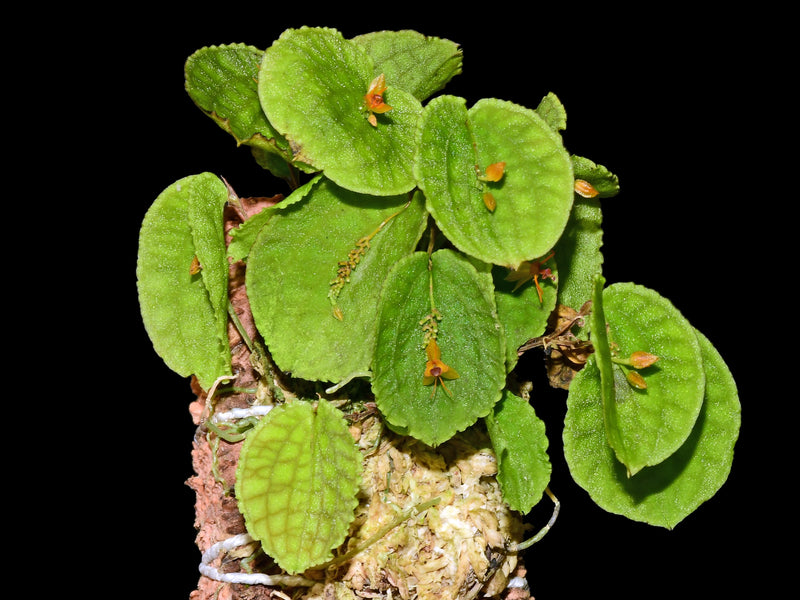 Lepanthes tentaculata xanthina OP in vitro