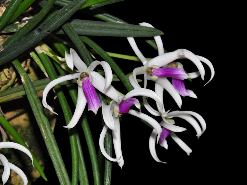 Leptotes bicolor (Topf 5,5 cm)