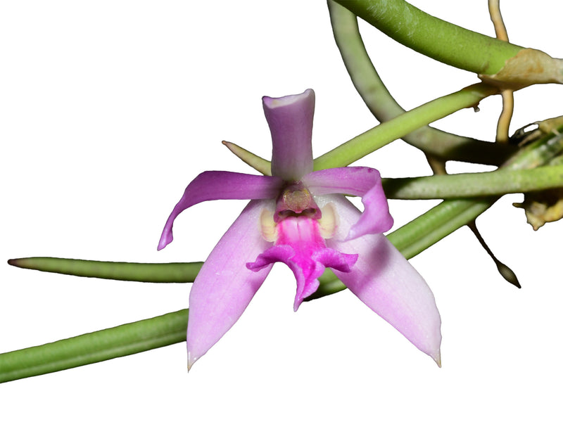 Leptotes bicolor (Topf 5,5 cm)