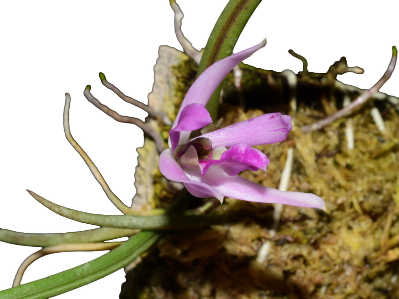 Leptotes bicolor (Topf 5,5 cm)
