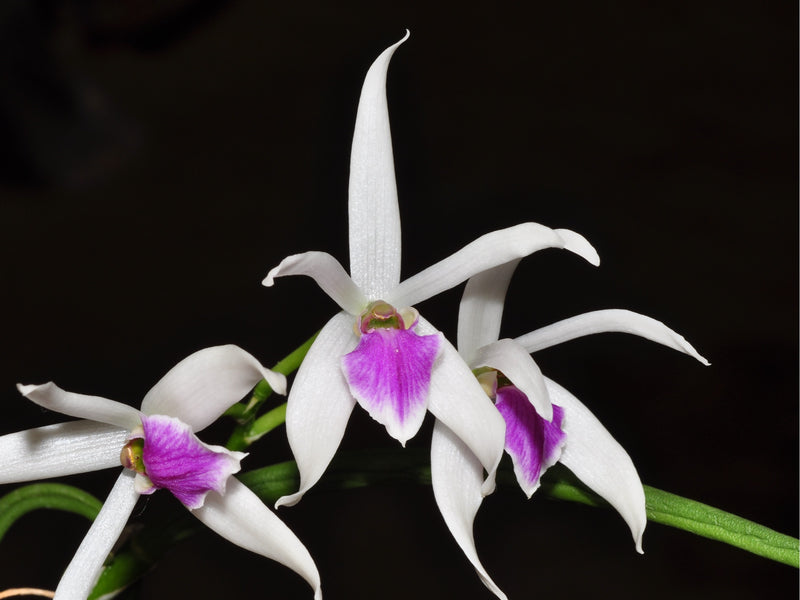 Leptotes bicolor OP In vitro