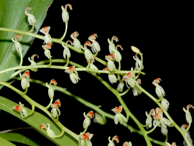 Liparis rhombea (Aufgebunden)