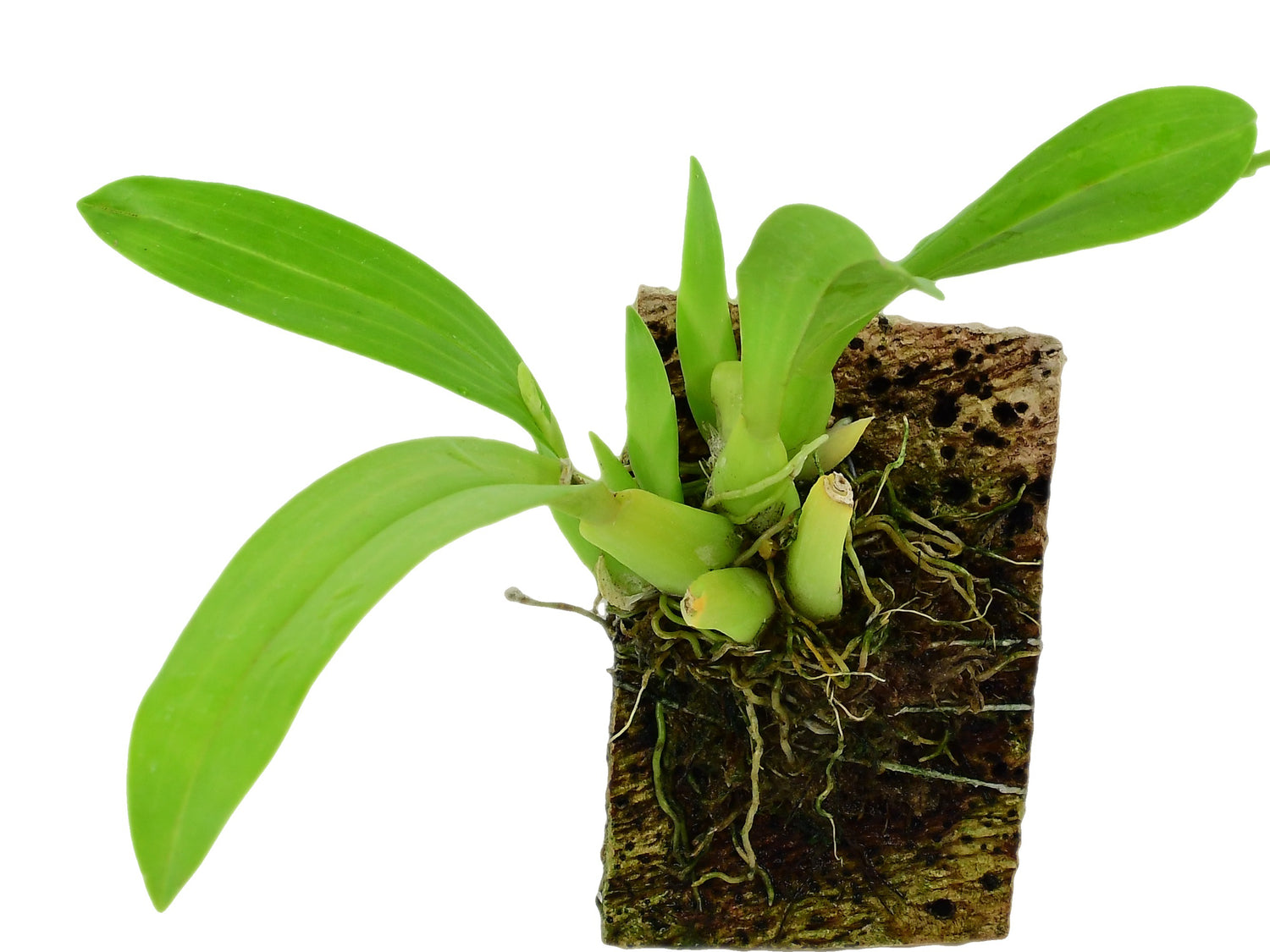 Liparis rhombea (Aufgebunden)