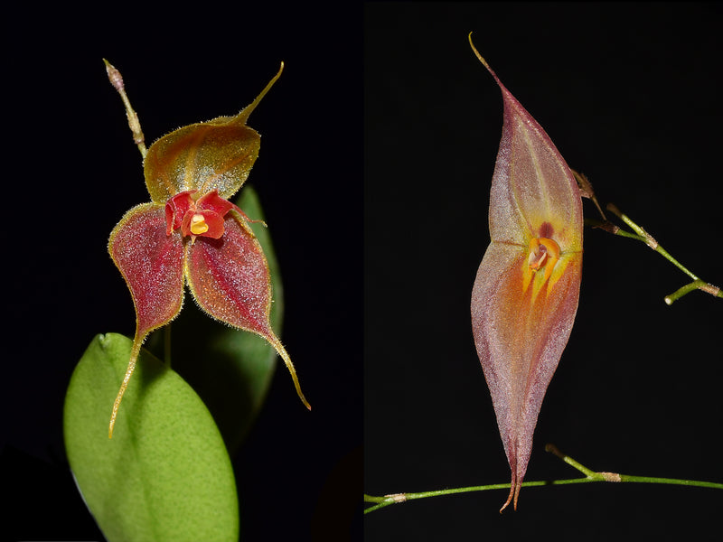 Lepanthes matamorosii yellow x Lepanthes jimenezii OP in vitro