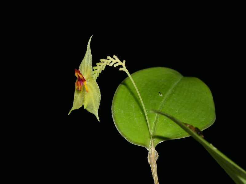 Lepanthes (nicolasii x steyermarkii)