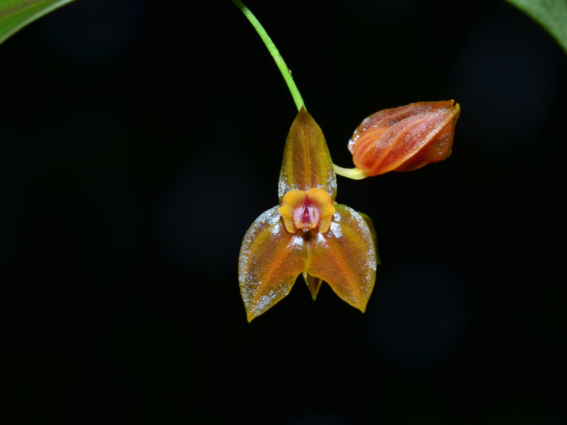 Lepanthes sijmii