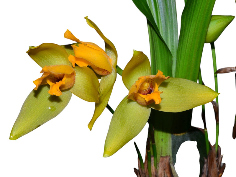Lycaste cruenta