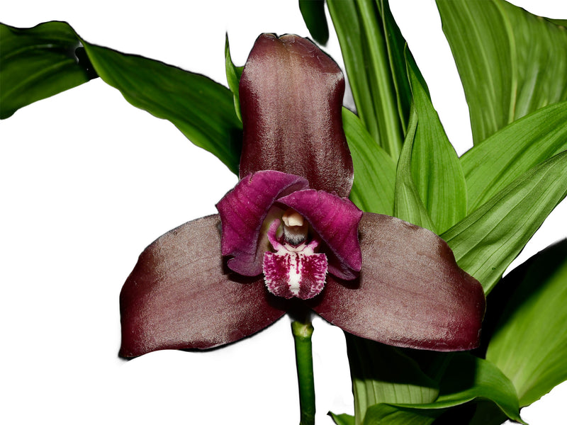 Lycaste Arthuriana var. litensis