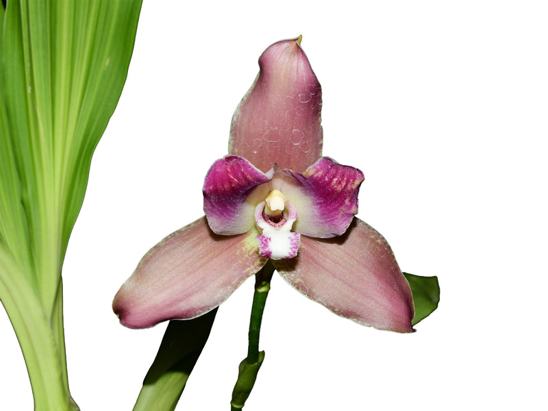 Lycaste Arthuriana var. litensis